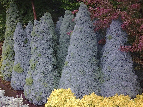 Eglė baltoji ,Sanders Blue' (lot. Picea glauca) Eglė baltoji ,Sanders Blue' (lot. Picea glauca)